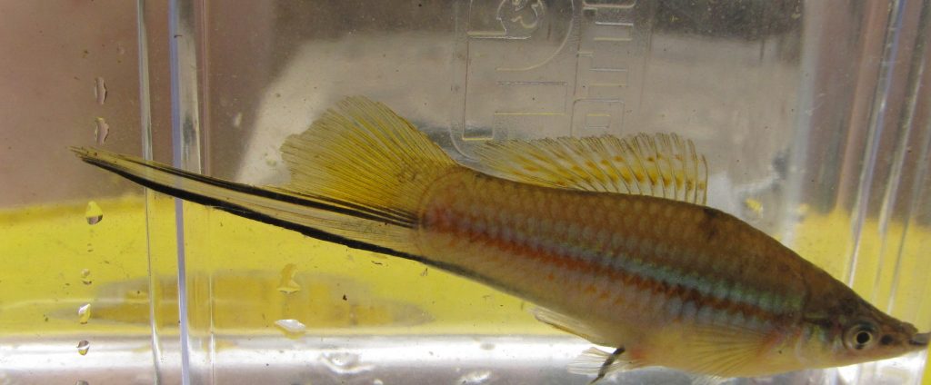 Green swordtail