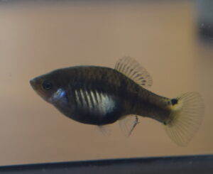 Xiphophorus xiphidium 'Rio Corona'