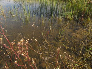 Laguna Cuitzeo, Michoacan,