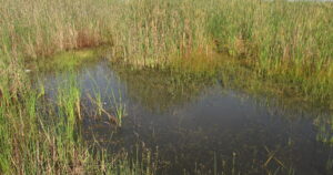 Laguna Cuitzeo, Michoacan