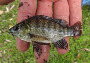 Tilapia sp