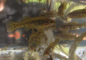 Zoogoneticus purhepechus