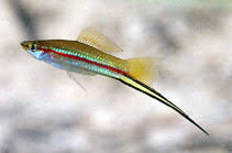 Xiphophorus hellerii, Green swordtail : aquarium